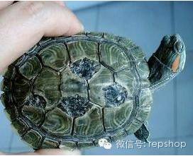 乌龟常见疾病,乌龟常见疾病图解