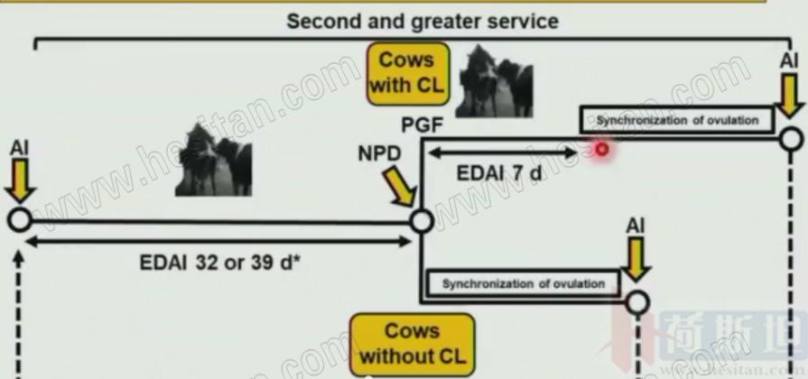 康奈尔大学JulioGiordano:如何通过技术整合优化繁殖性能