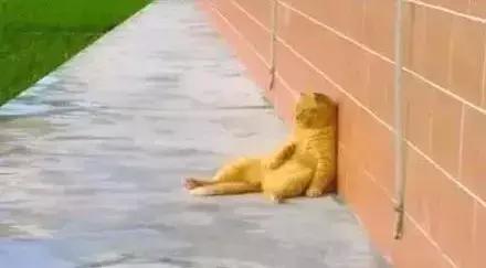 鑷粠鏈変簡鐚不鎰堜簡鎴戠殑鎳掓儼,涓轰粈涔堣姗樼尗鍗佹涔濇福