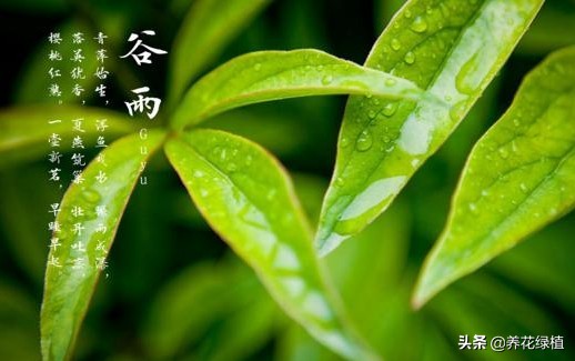 农谚谷雨下雨好吗,谷雨下雨农谚怎么说