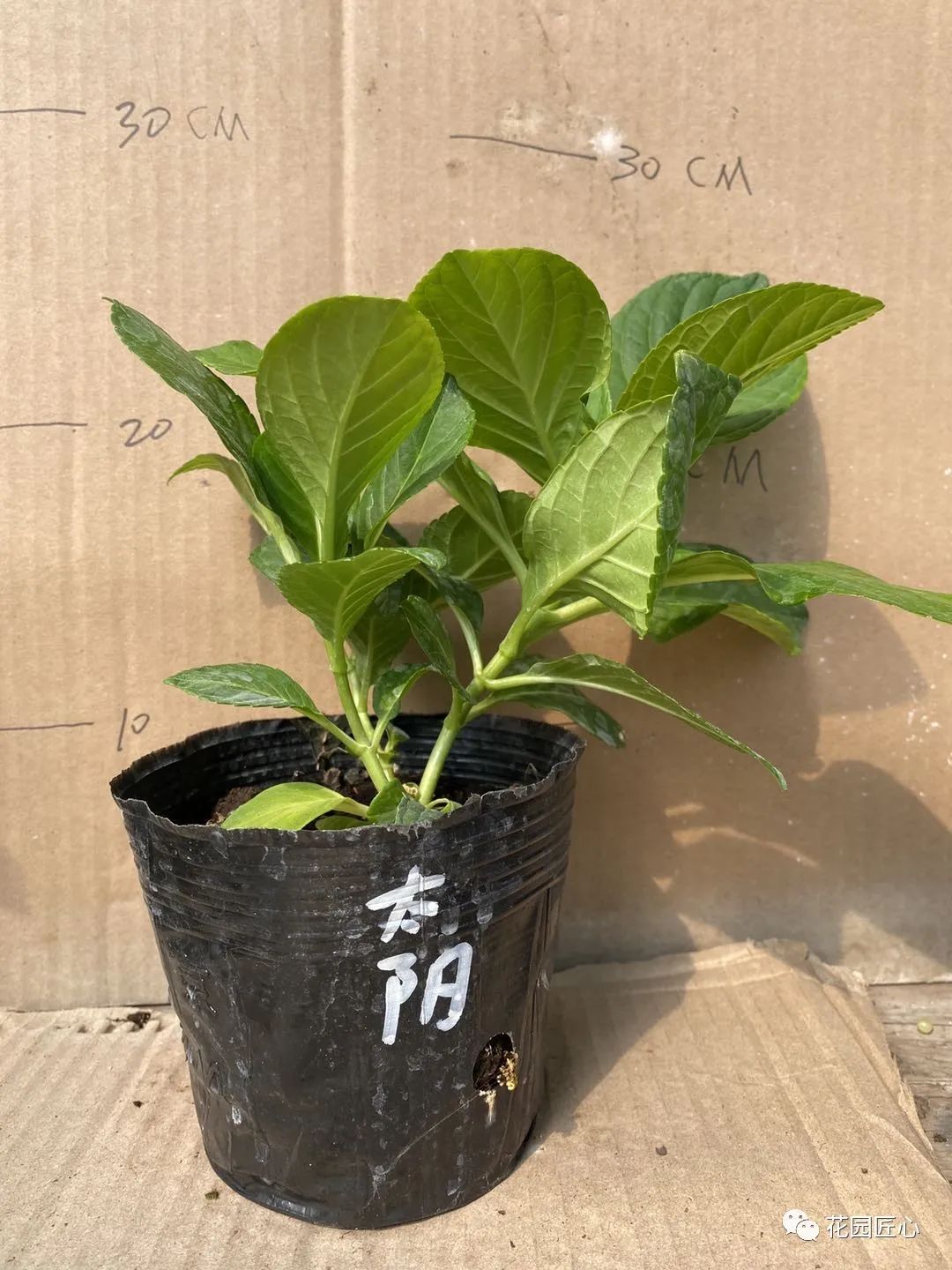 最漂亮的十种绣球,最省心的绣球