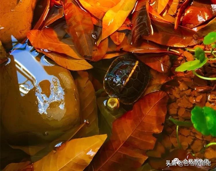 龙眼叶真的有那么神奇吗,龙眼叶一般在哪里出现