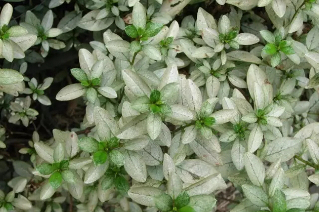 我的杜鹃花叶子发黑掉落咋办,我的杜鹃花嫩枝干枯怎样救治