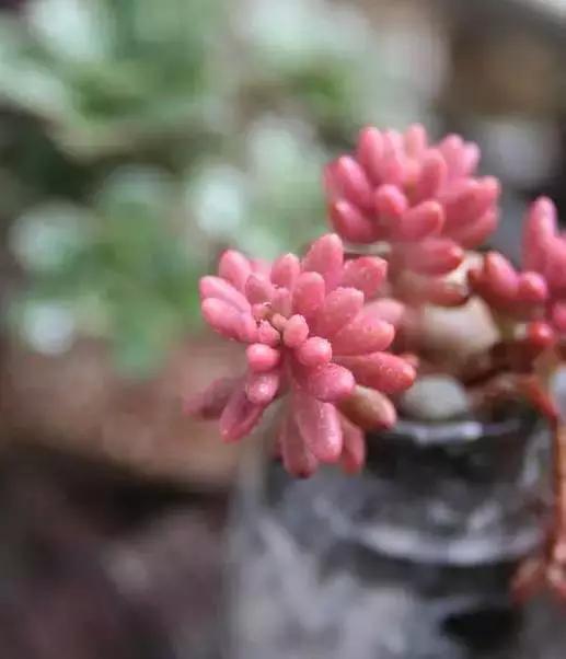 推荐轻松玩转100种常见多肉植物,700种多肉植物图鉴pdf百度云