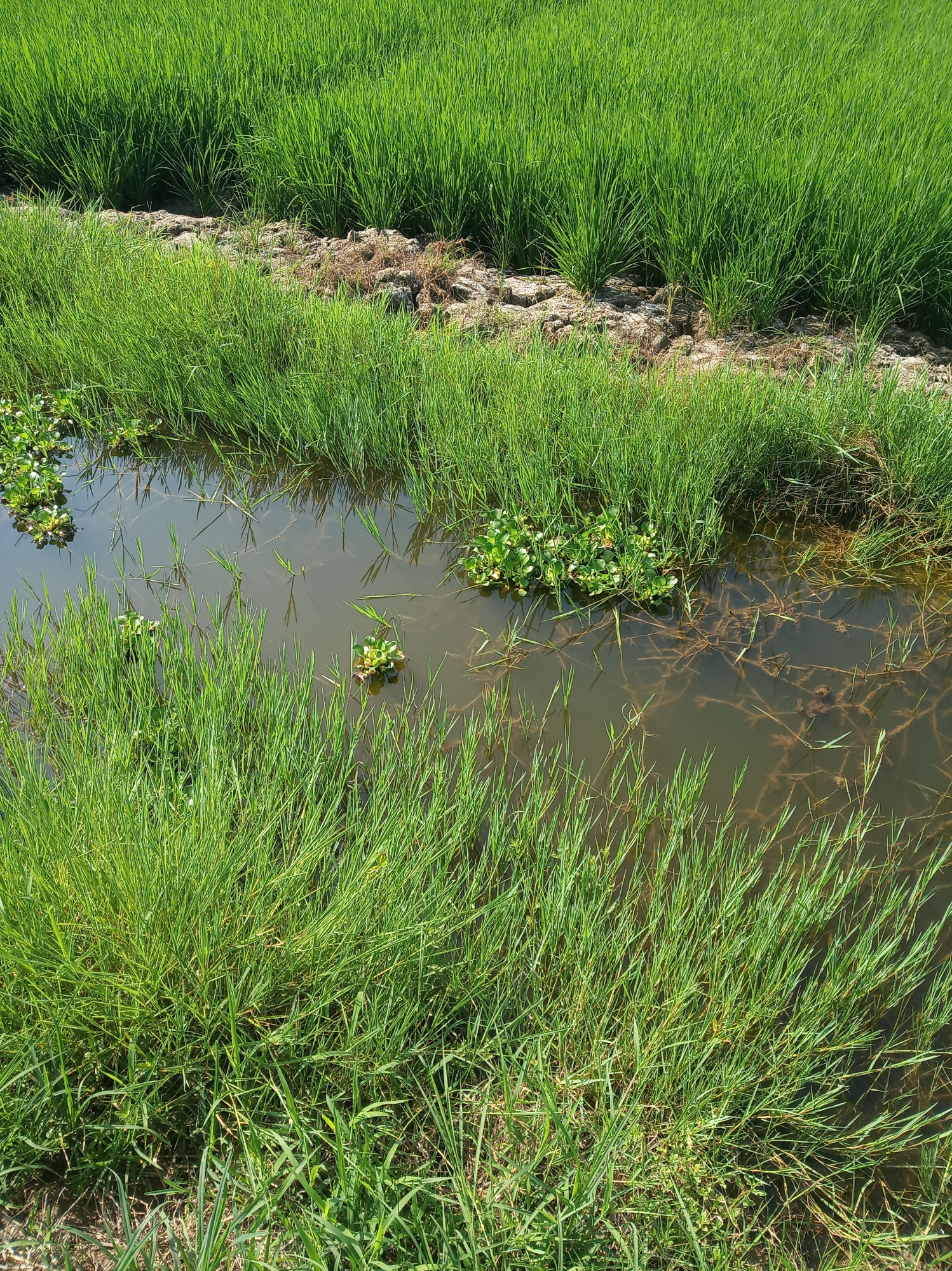小龙虾夹断的伊乐藻照样生长,小龙虾夹伊乐藻是缺什么吗
