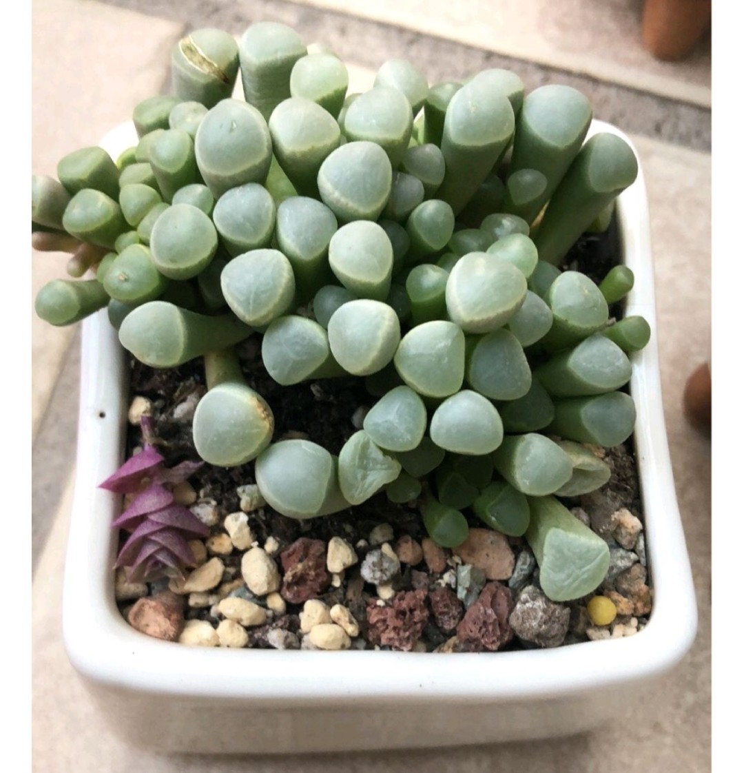 多肉爱长草怎么办,多肉爱火怎么养