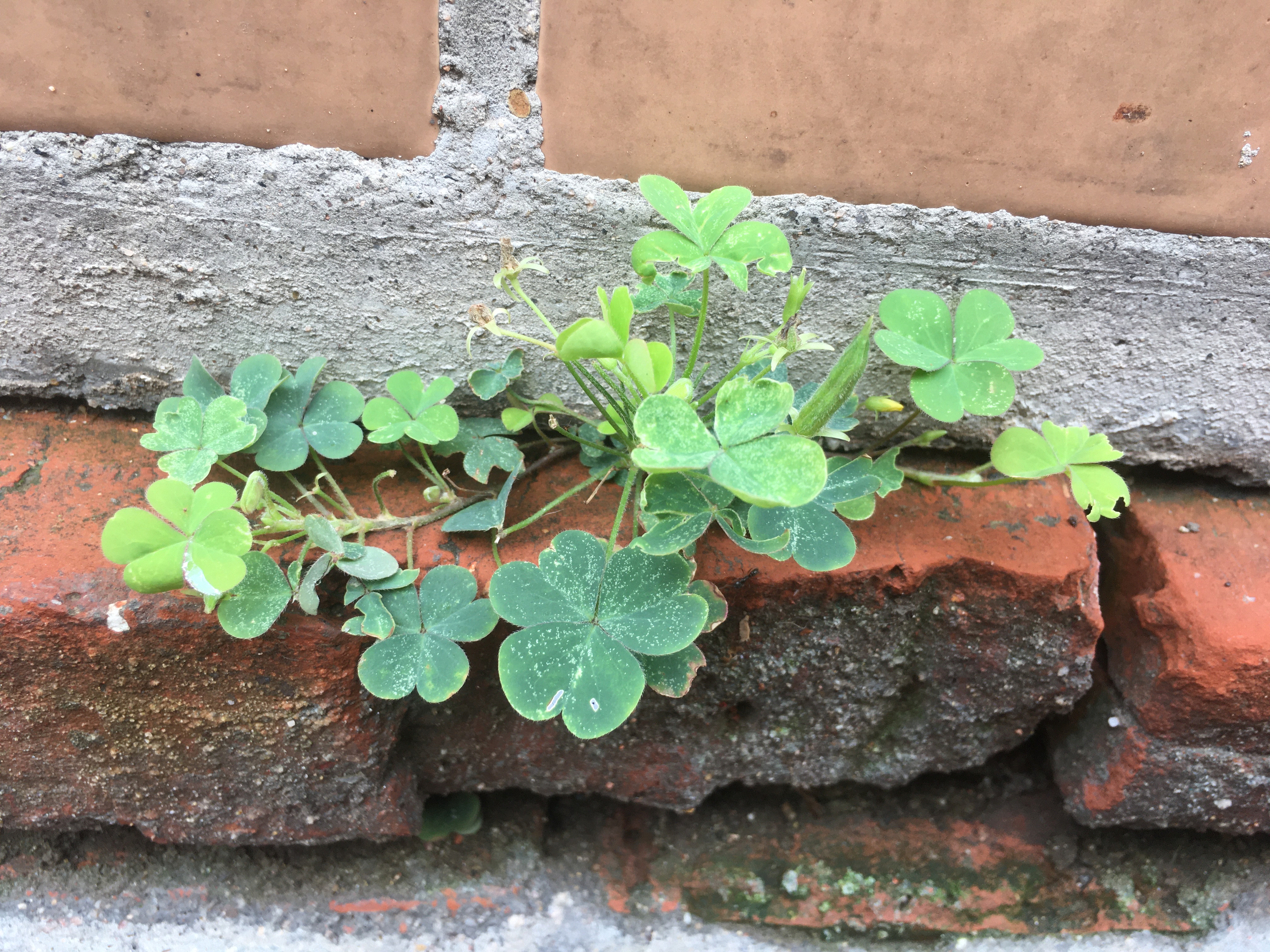 为什么水泥地会长高,为什么草坪会长很多杂草呢