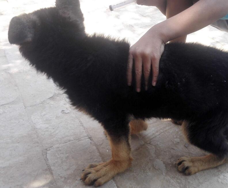 怎么判断狗狗有没有趴蹄,狗为什么喜欢趴蹄