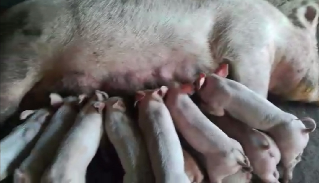 仔猪夏季腹泻,仔猪高烧拉稀怎么办