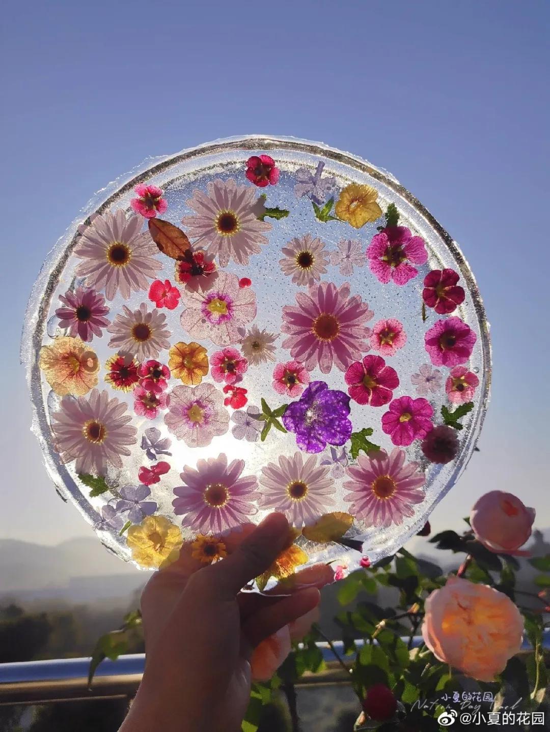 寒潮来袭，你的阳台也能开出这样的“水晶花”