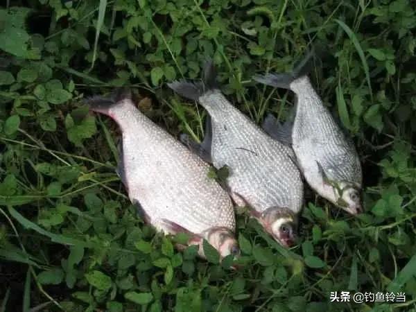 武昌鱼什么季节最好吃,武昌鱼适合怎么吃