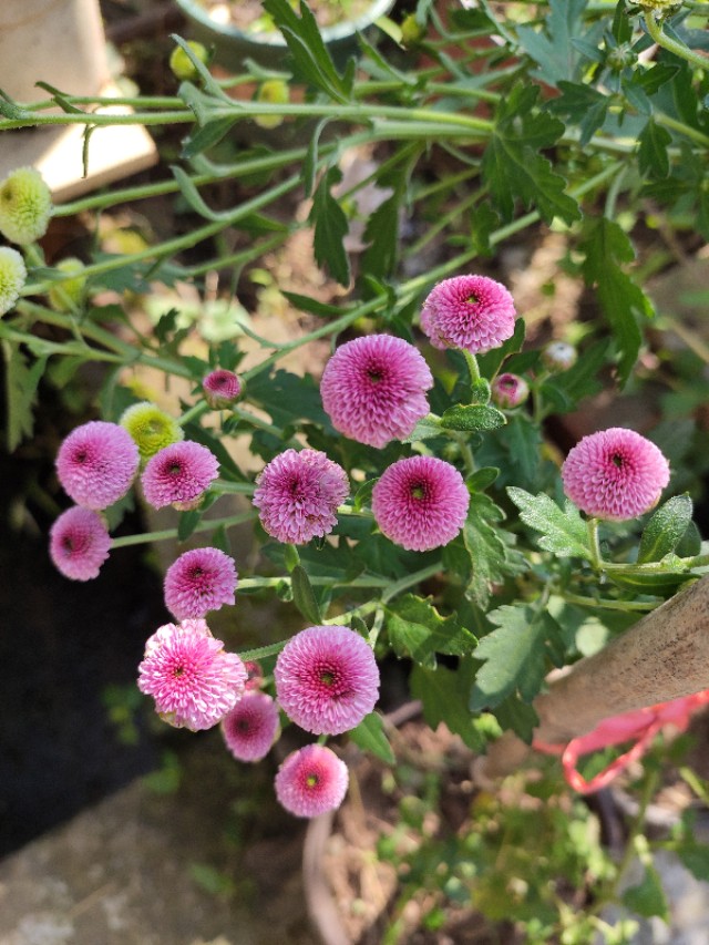 菊花怎么剪才能再次开花,菊花谢了原唱完整版