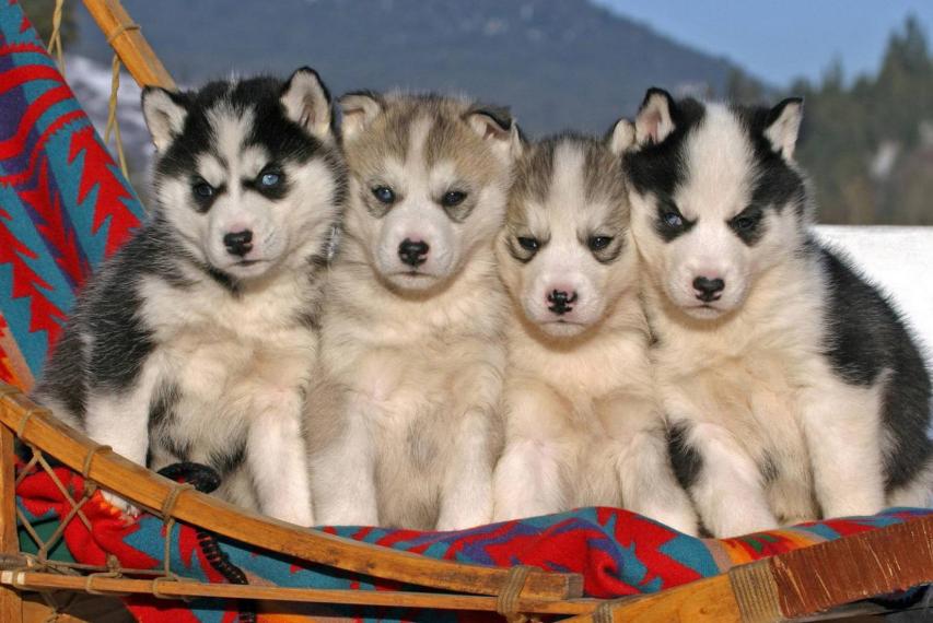 世界上最忠心的狗狗排名第一,对主人忠心的十大狗狗排名