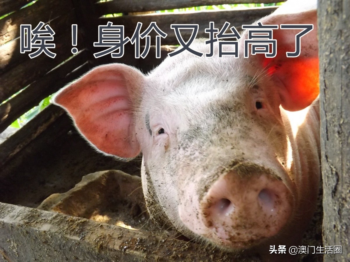 澳门猪肉,澳门猪肉价格