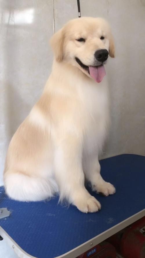 国内顶级金毛犬舍排名,金毛冠军犬舍