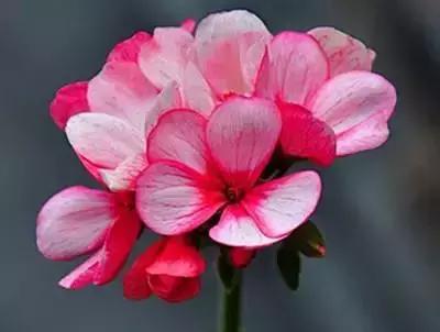 摄影艺术100种花的花语太全了,100种花卉和花语