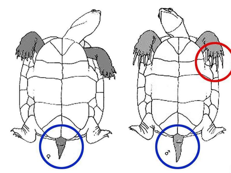 乌龟脱壳的正确方法,乌龟是如何脱壳的