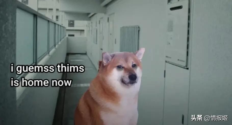 被做成表情包的柴犬doge,doge柴犬表情包万恶之源