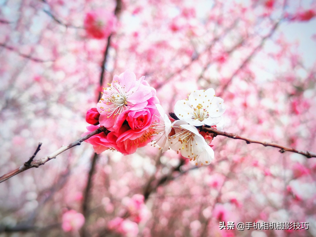 有长焦和没长焦拍出来的效果,长焦到底能拍多远