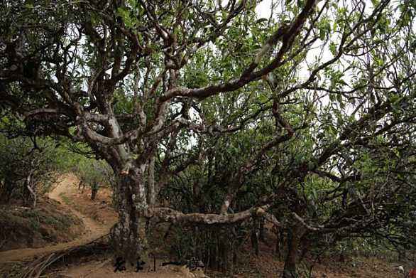 云南普洱茶区六大茶区,普洱茶茶区详细分布图