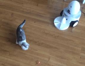 为什么猫咪喜欢抓光点,猫为什么喜欢抓激光笔