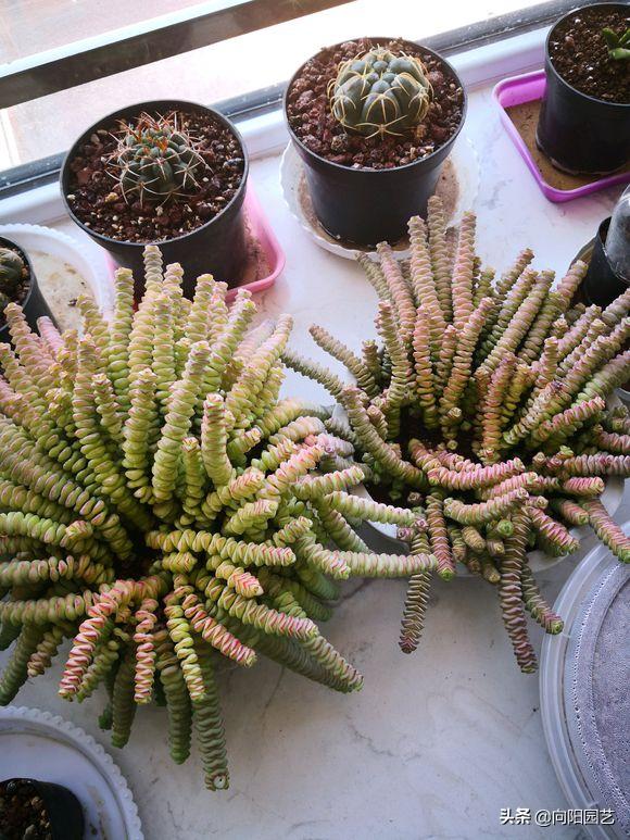 多肉怎么养才能爆盆教程,多肉小钱串的养殖方法图解