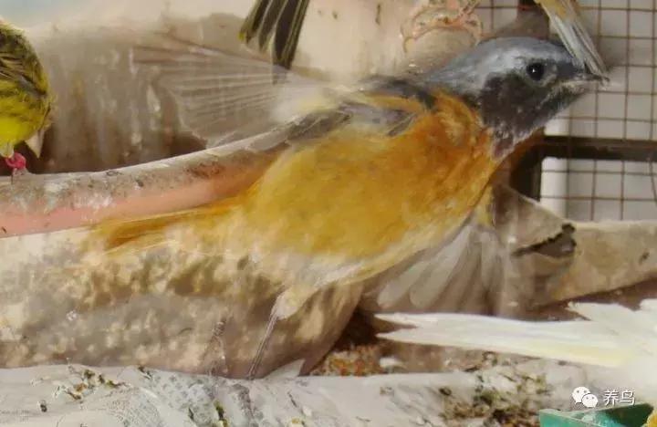 鸟儿放养是什么意思啊,关于小鸟的对话