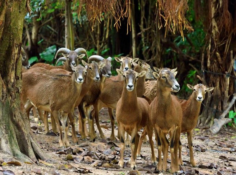 广州长隆野生动物世界游览图,广东广州长隆野生动物世界