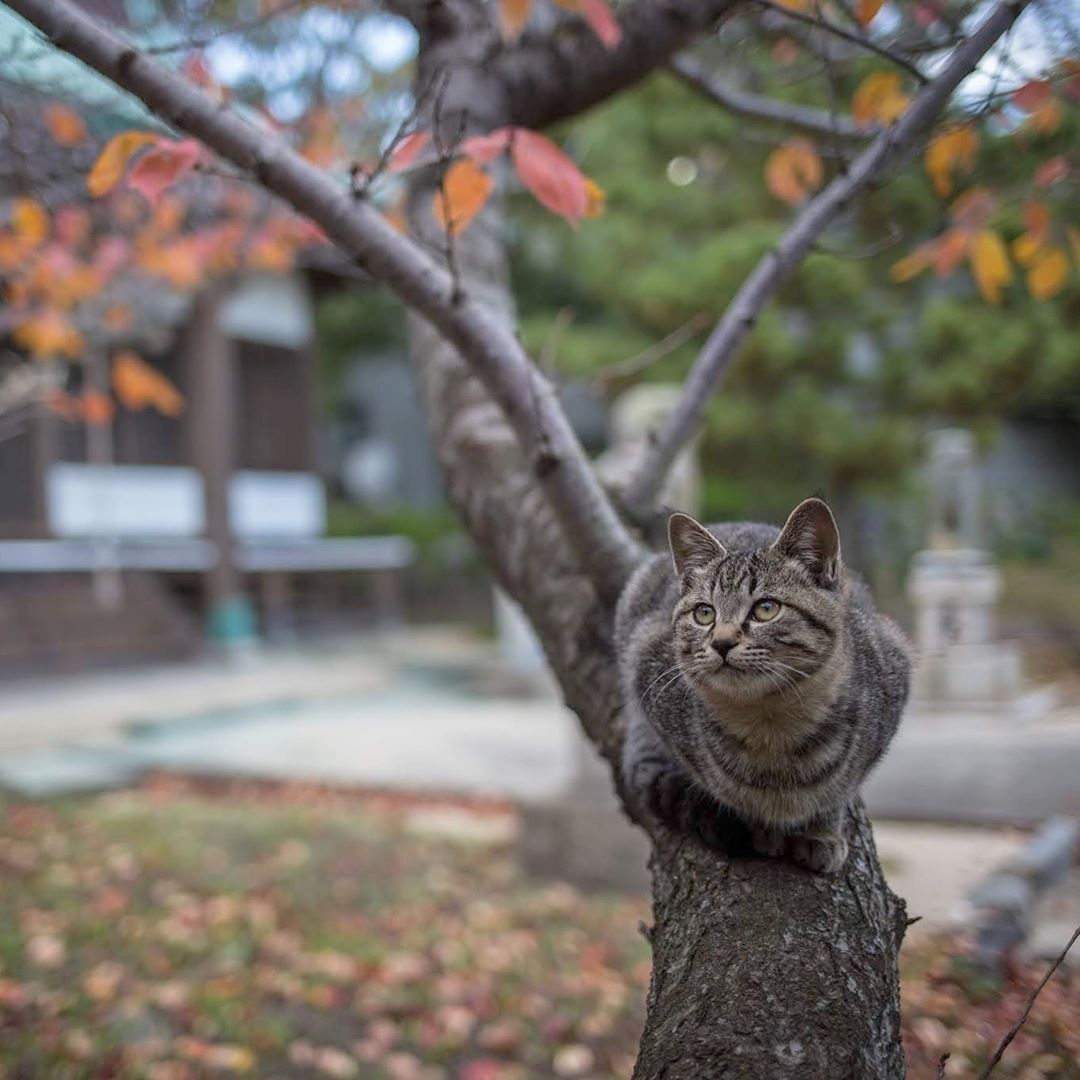 女人养猫有忌讳吗需要注意什么,正月养猫有什么讲究和忌讳