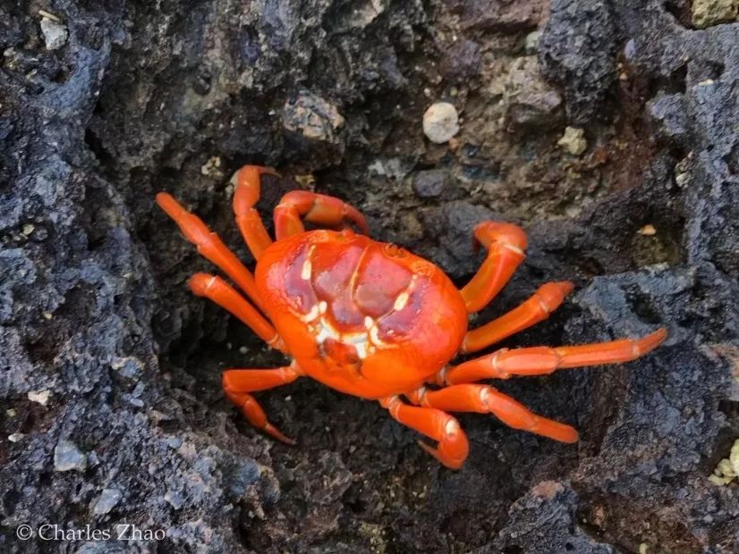 听说过网红猫岛、猪岛，见识过真正硬核的“蟹岛”吗？