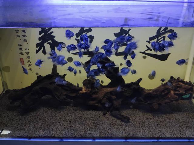 观赏鱼产卵怎么孵化小鱼,发现观赏鱼在鱼缸里产卵