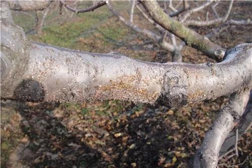 几月份蚧壳虫难治,蚧壳虫最有效治疗法