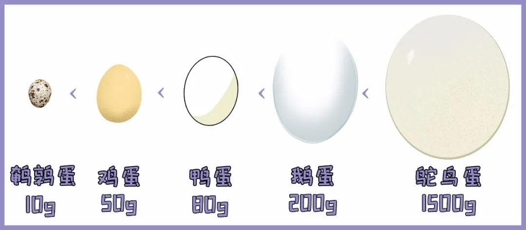鸡蛋鸭蛋鹅蛋鸵鸟蛋哪个更有营养,鸡蛋鸭蛋鹅蛋鸵鸟蛋的大小对比