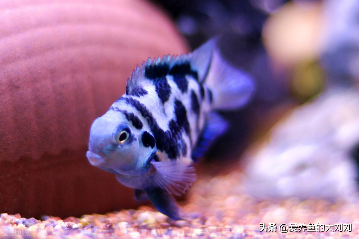 迷你鹦鹉鱼产卵后自己饲养,迷你鹦鹉鱼起飞后的鱼苗人工饲养
