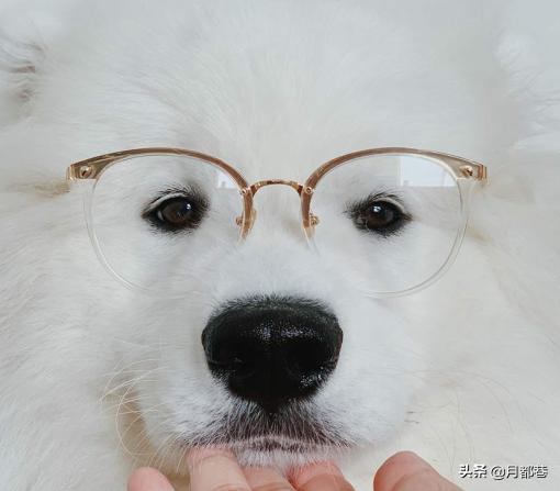 萨摩耶一般价格多少钱一只,萨摩耶价格在多少钱一只