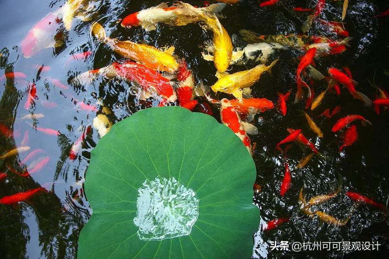 庭院长方形水池水景流水造景,庭院花池种植设计效果图