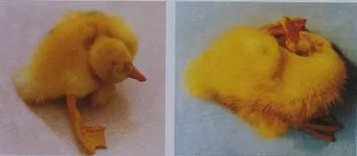 肉鸭发烧用什么药,肉鸭瘫痪软脚