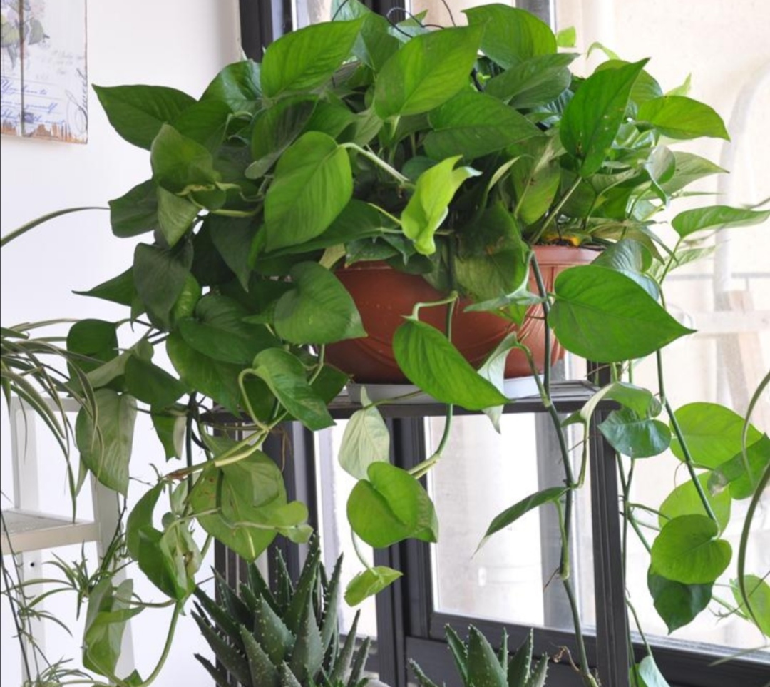 适合室内懒人养的绿色植物独特,有哪些绿色观叶植物不怕冷