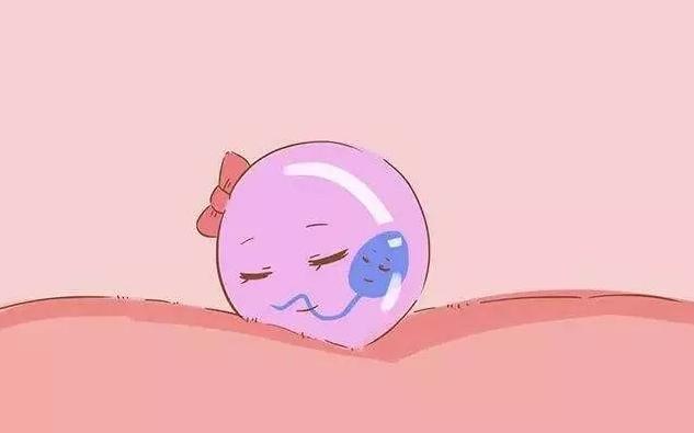 子宫内膜厚度多少会影响卵泡着床,内膜和卵泡长到多少会怀孕