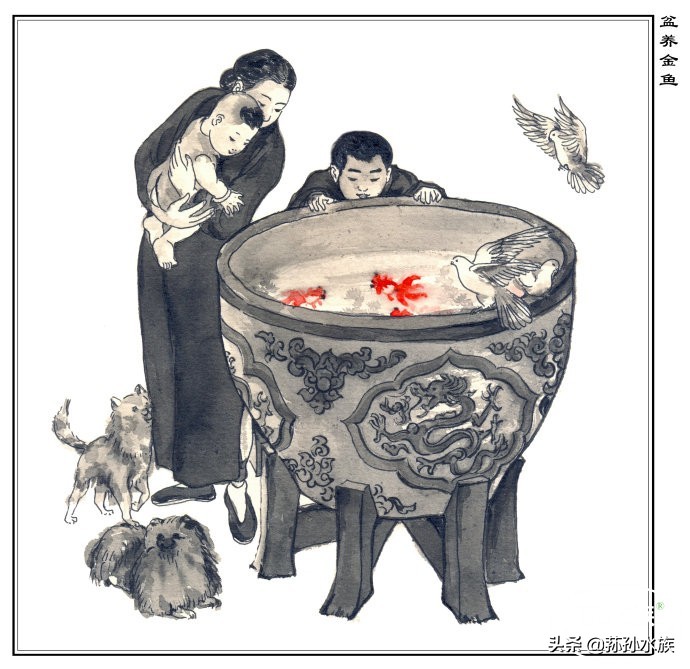 古法养金鱼高手,古法养金鱼抽底