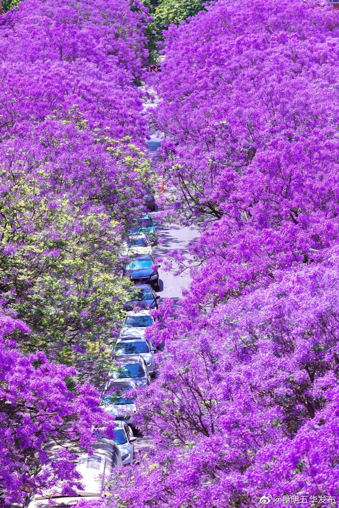 被大理丽江掩盖风头又怎样？它才是云南No.1！5月它太美了