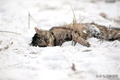 游伟教授：对于虐待动物，我们不能漠然