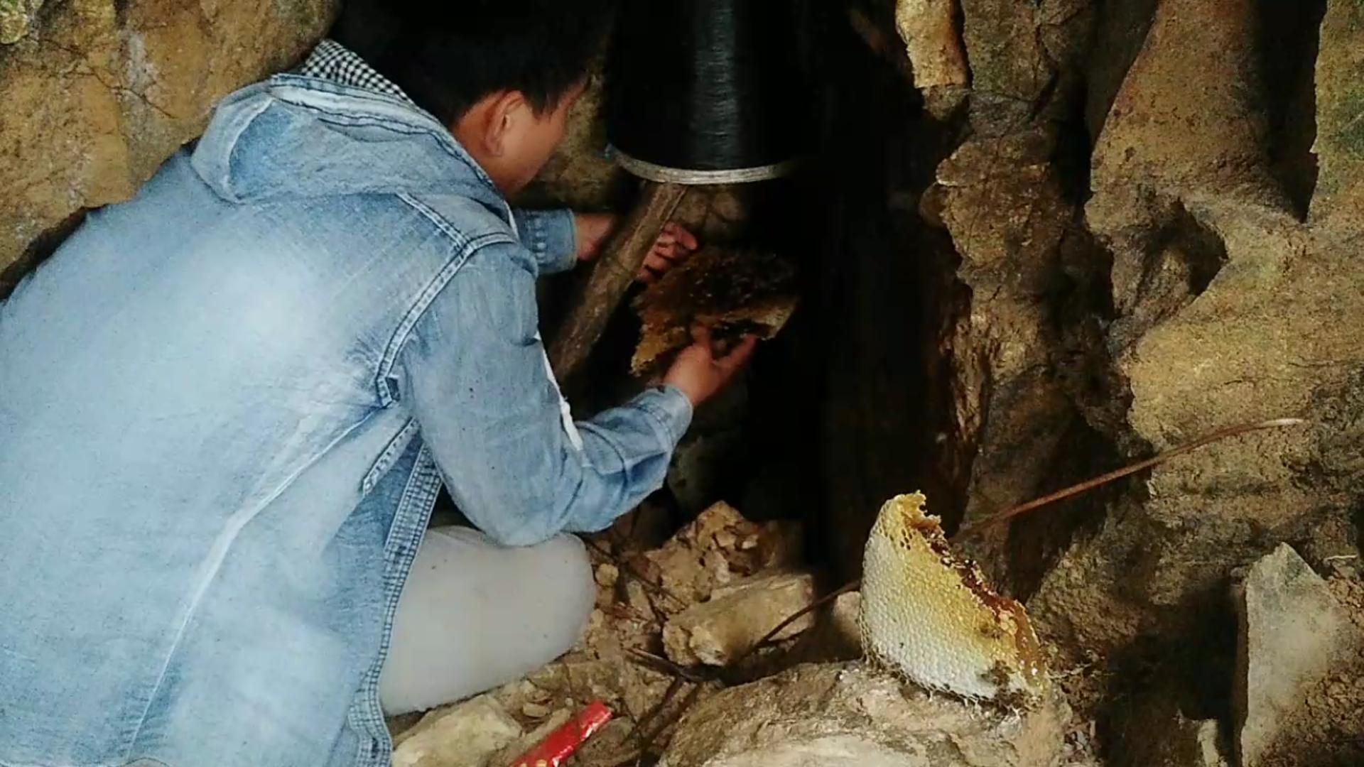 怎么追踪野生蜜蜂视频,怎样野外捕捉蜜蜂