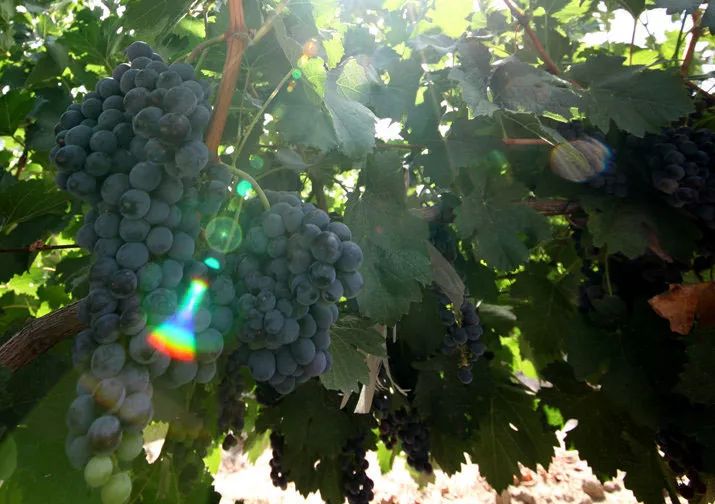 在*疆新**，谁才是“果界一哥”？