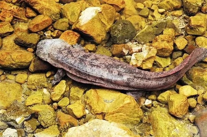 活化石的大鲵,大鲵为什么被称为活化石