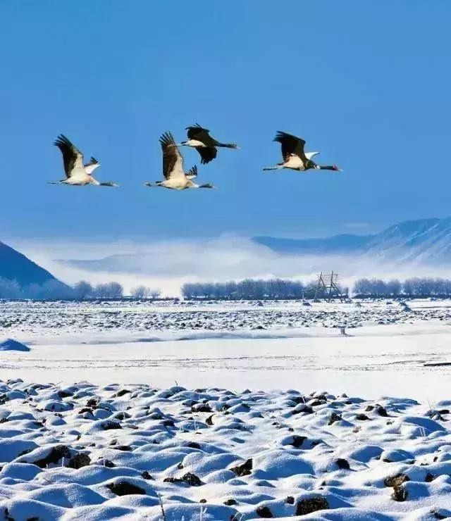 冬天的香格里拉真的很冷,香格里拉冬季旅游