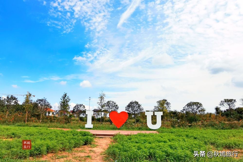 常熟粉黛花海景点,常熟市油菜花田