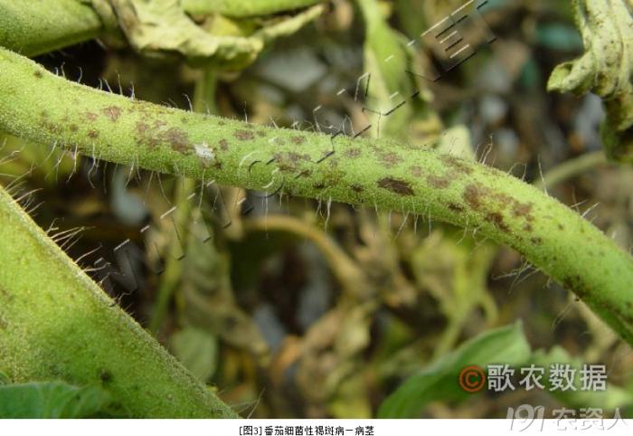 蔬菜细菌病图片大全,破解蔬菜病虫害之谜