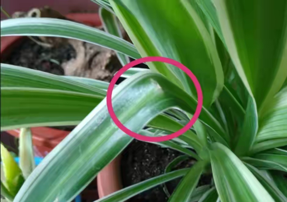 好养的盆栽花卉大全,人养花花