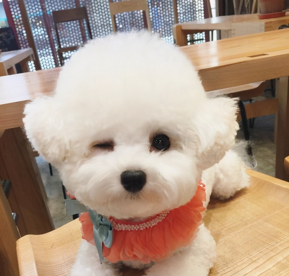 如果你家狗经常“呜呜叫”,一旦发现,就要注意了